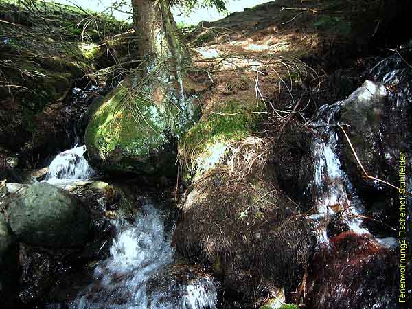Fischerhof in Stuhlfelden - Almwanderung