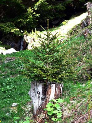 Fischerhof in Stuhlfelden - Almwanderung